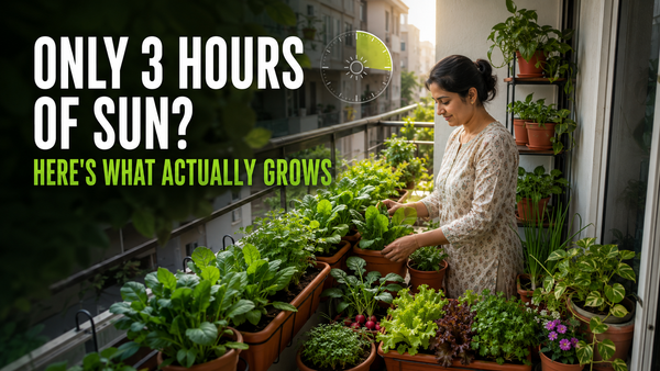 What Actually Grows on a North-Facing Balcony with 3 Hours of Sun