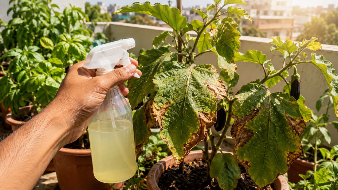 Neem oil leaf burn on a brinjal plant after spraying during strong sunlight on an Indian terrace